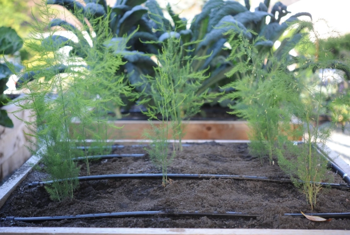 asparagus planting time asparagus planting time