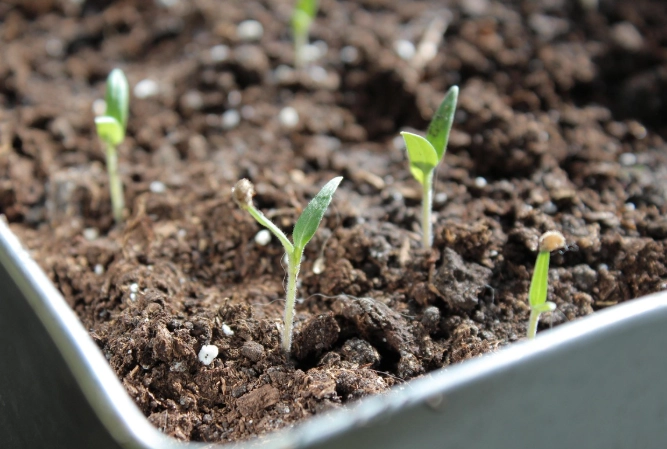 how to grow tomato seedlings