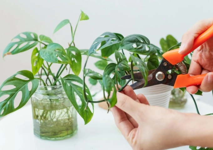 how to propagate plants how to propagate plants