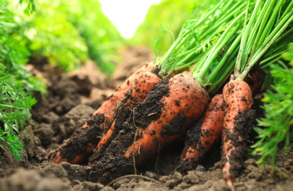 growing carrots from seed