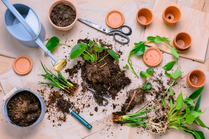 plant propagation methods plant propagation methods