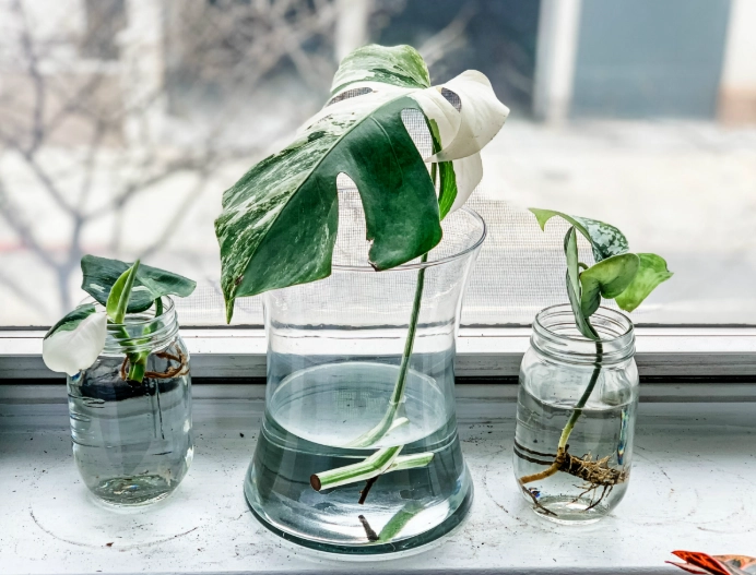 plant propagation methods plant propagation methods