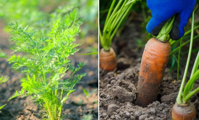 how to grow carrots