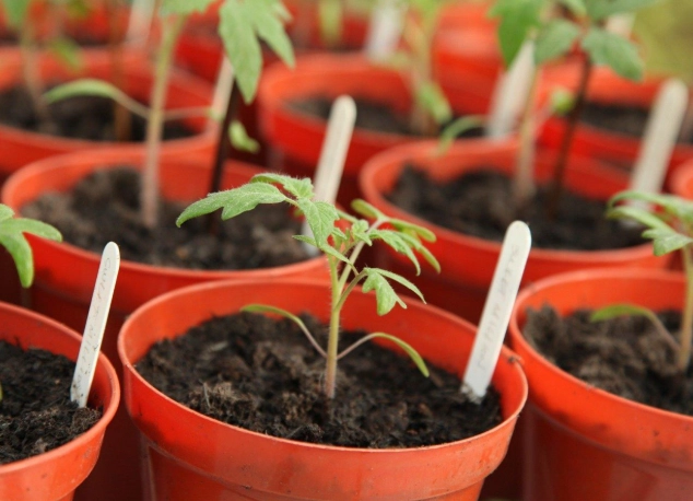 tomato seedling care