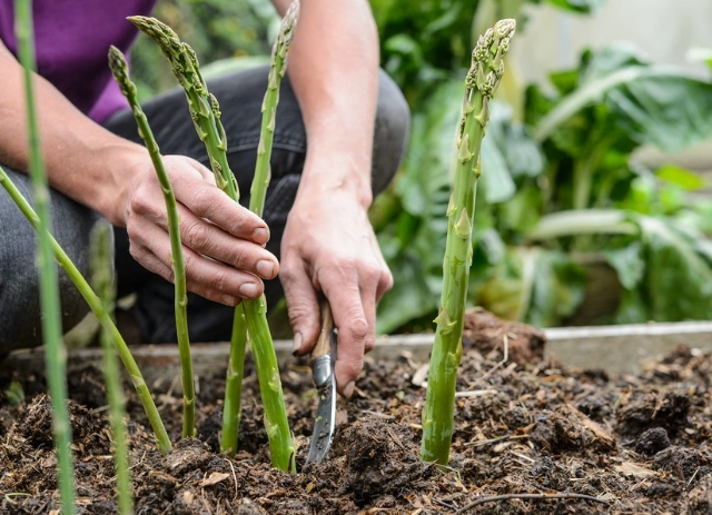 asparagus planting time asparagus planting time