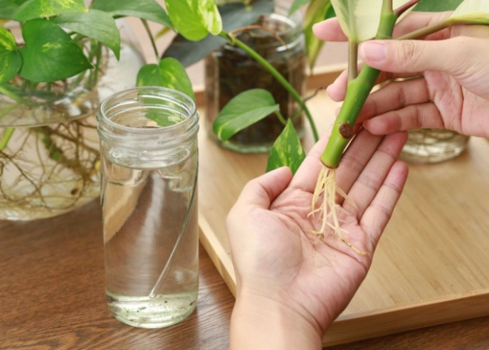 plant cutting propagation plant cutting propagation