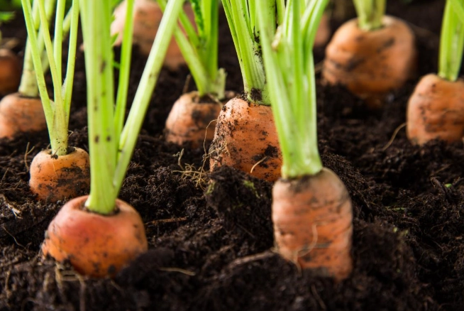 how to grow carrots
