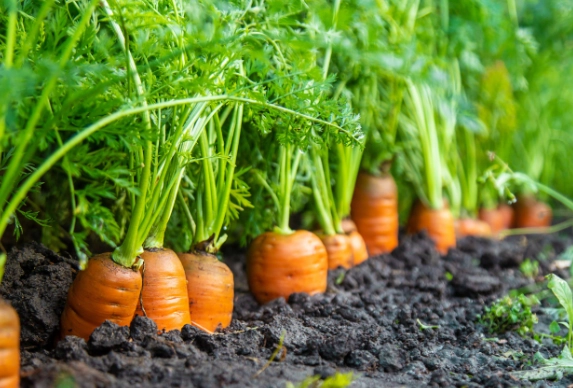 planting carrot seeds