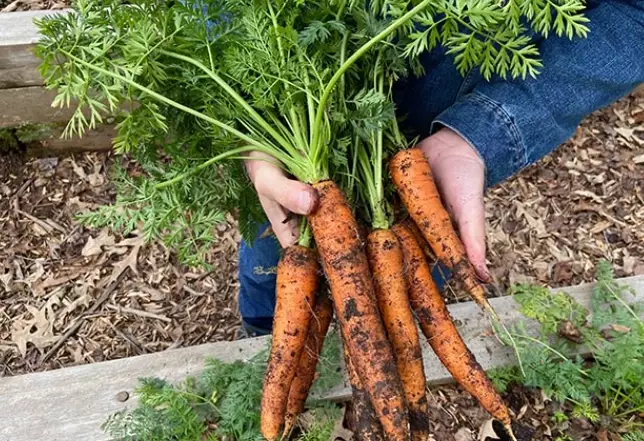 planting carrot seeds