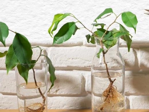 plant cutting propagation plant cutting propagation