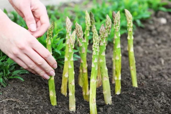 best time to plant asparagus crowns best time to plant asparagus crowns