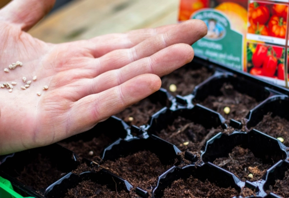 how to grow tomato seedlings