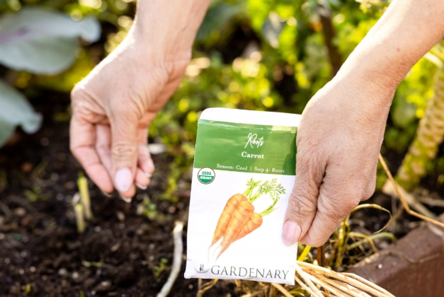 growing carrots from seed