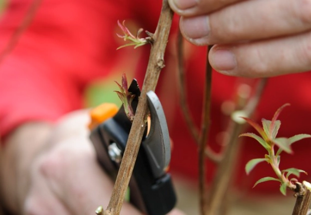 how to prune plants