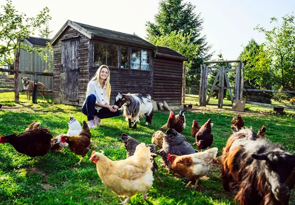 homesteading for beginners