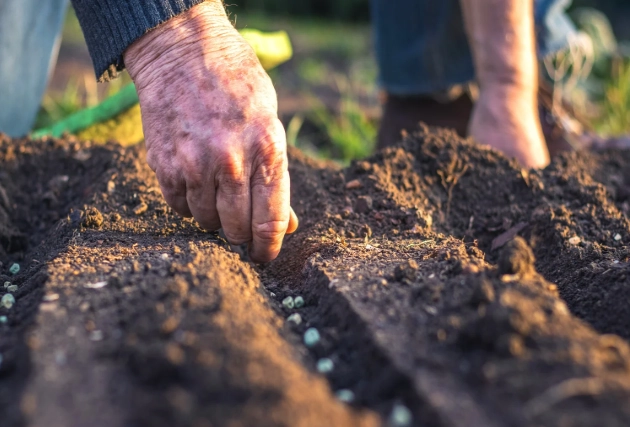 seed sowing guide seed sowing guide