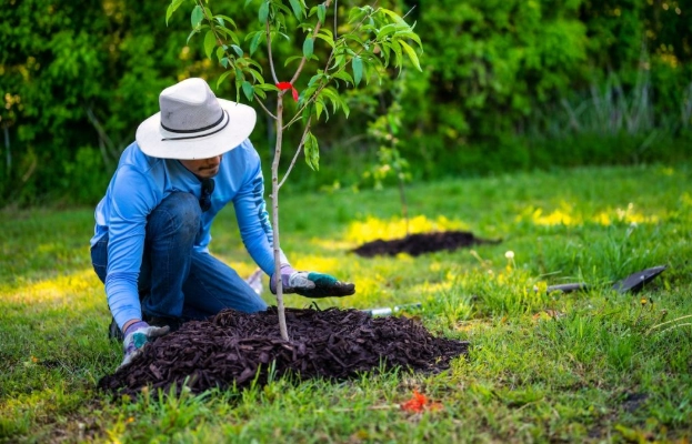 best time to plant a tree best time to plant a tree