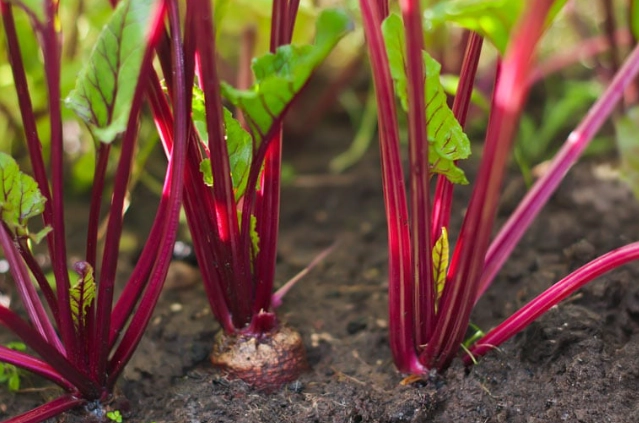 growing beetroot from seed growing beetroot from seed