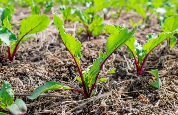 how to grow beetroot how to grow beetroot
