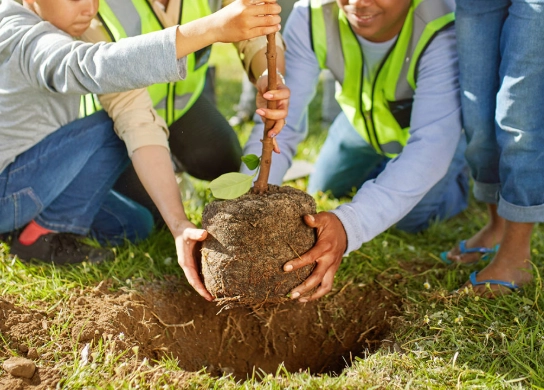 tree planting mistakes tree planting mistakes