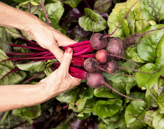how to grow beetroot how to grow beetroot