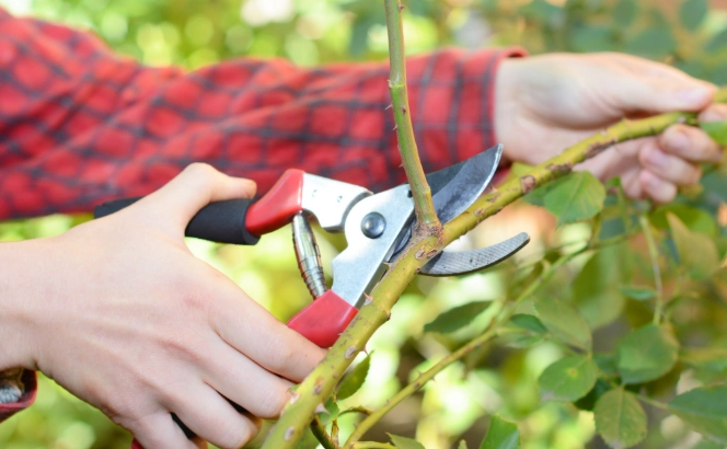 how to prune plants