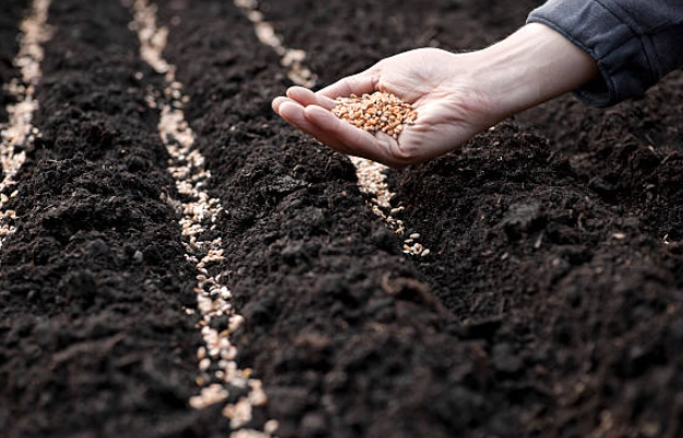 how to plant seeds correctly how to plant seeds correctly