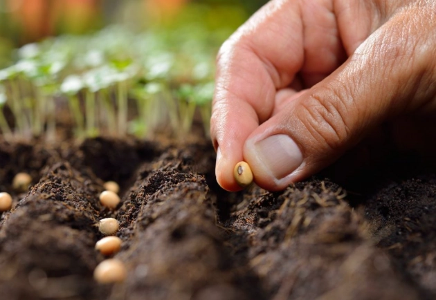 how to plant seeds correctly how to plant seeds correctly