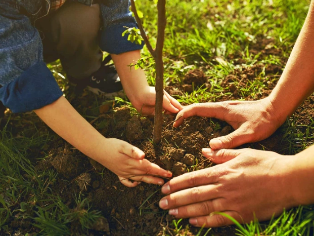 tree planting mistakes tree planting mistakes