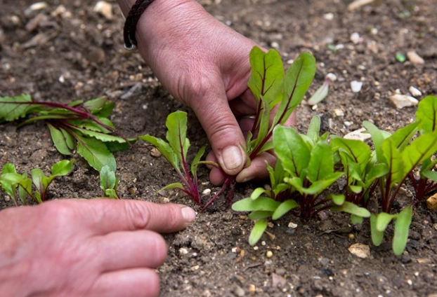beetroot planting guide beetroot planting guide