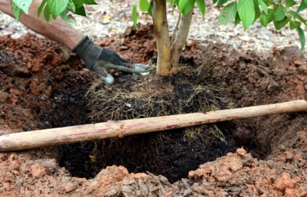 best time to plant a tree best time to plant a tree