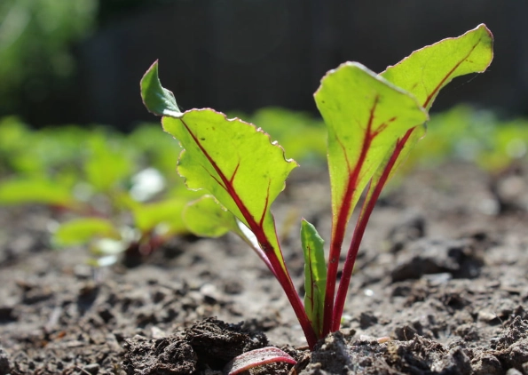 how to grow beetroot how to grow beetroot