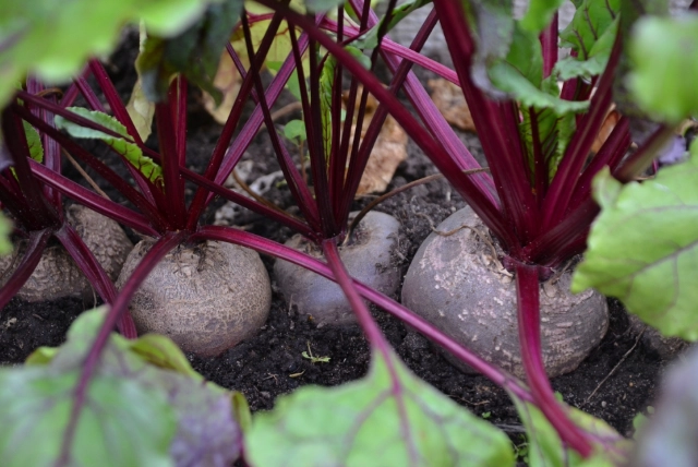 beetroot planting guide beetroot planting guide