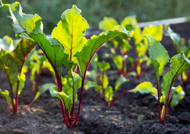 growing beetroot from seed growing beetroot from seed