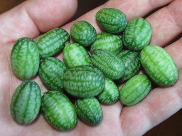 are cucumbers melons