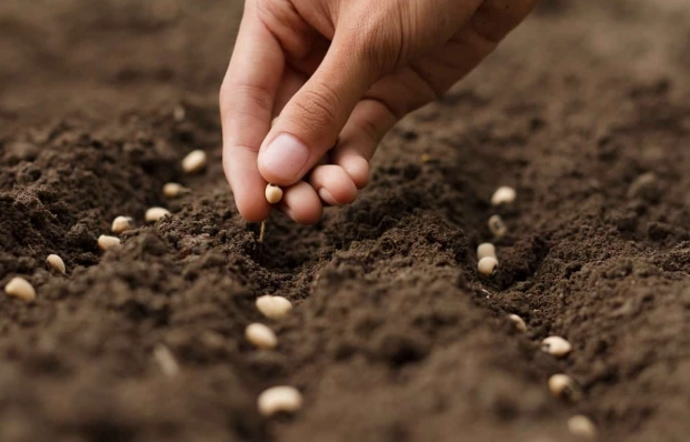 gardening tips for beginners gardening tips for beginners