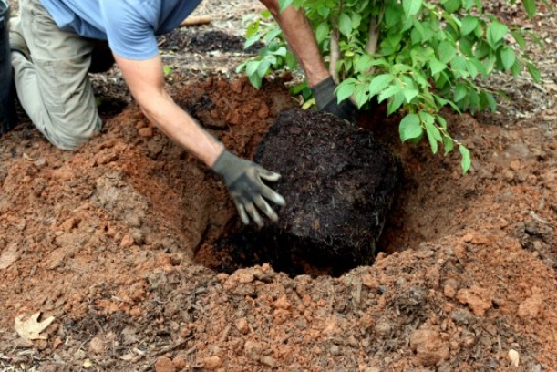 tree planting steps tree planting steps