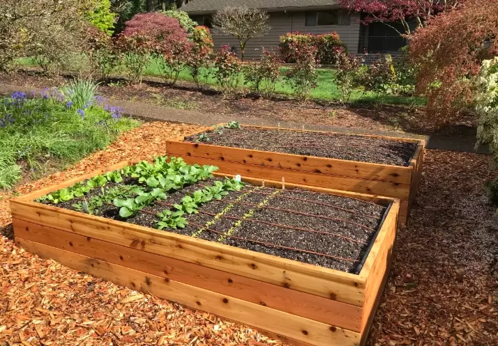 raised bed vegetable garden