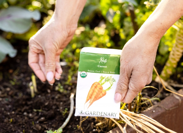 planting carrots