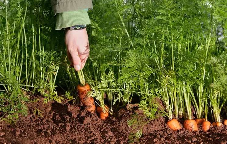 how long to grow carrots