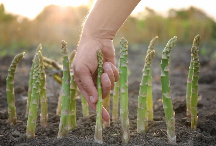 growing asparagus
