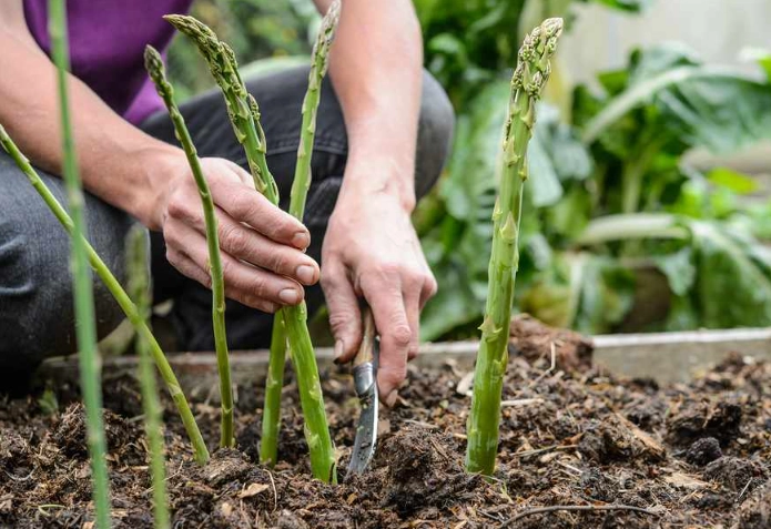 growing asparagus
