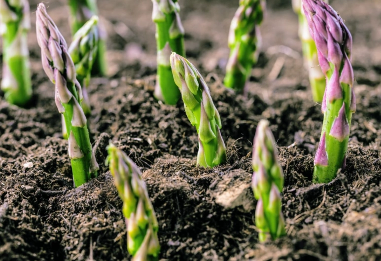 asparagus care tips