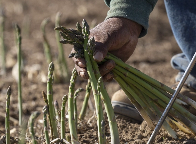 growing asparagus