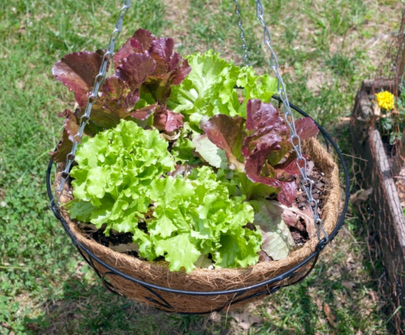 edible landscaping edible landscaping