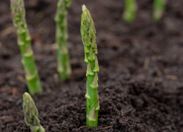 growing asparagus