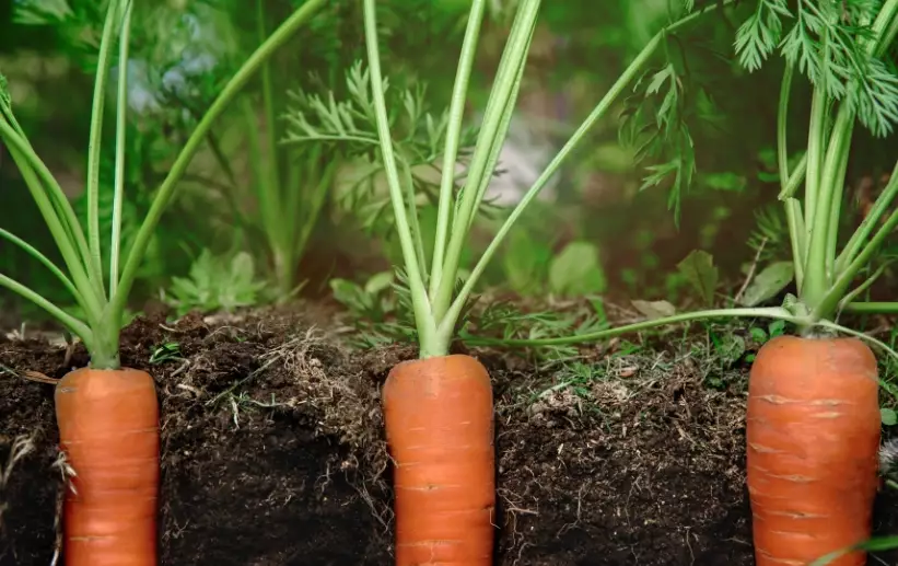 best time to plant carrots