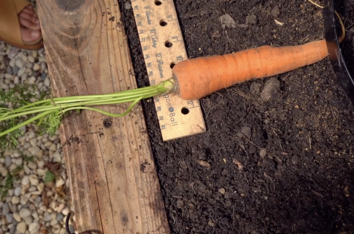 carrot growing season