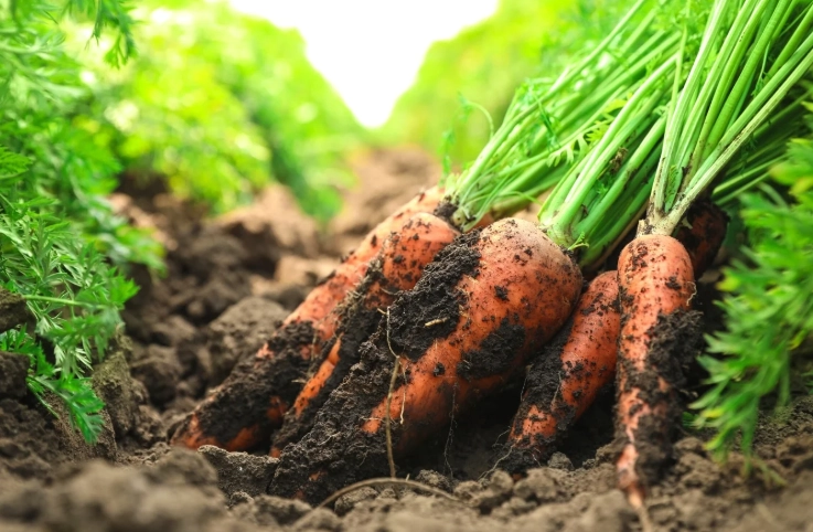 carrot growth stages