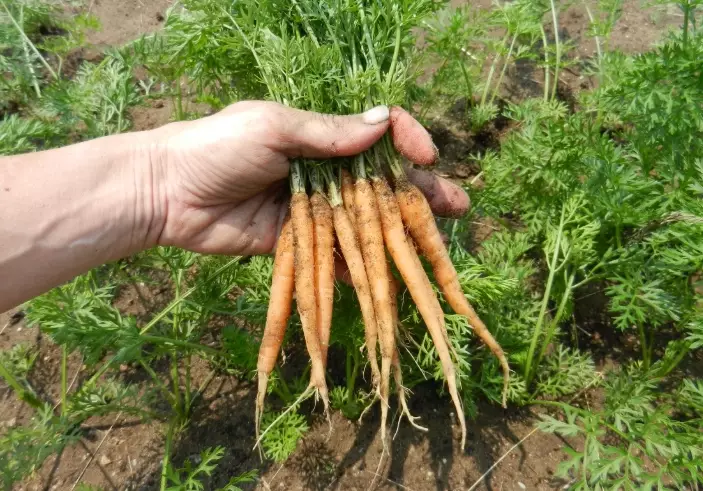 carrot growth stages
